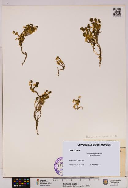 Arenaria serpens [Espécimen: UDEC:CONC:0133475]