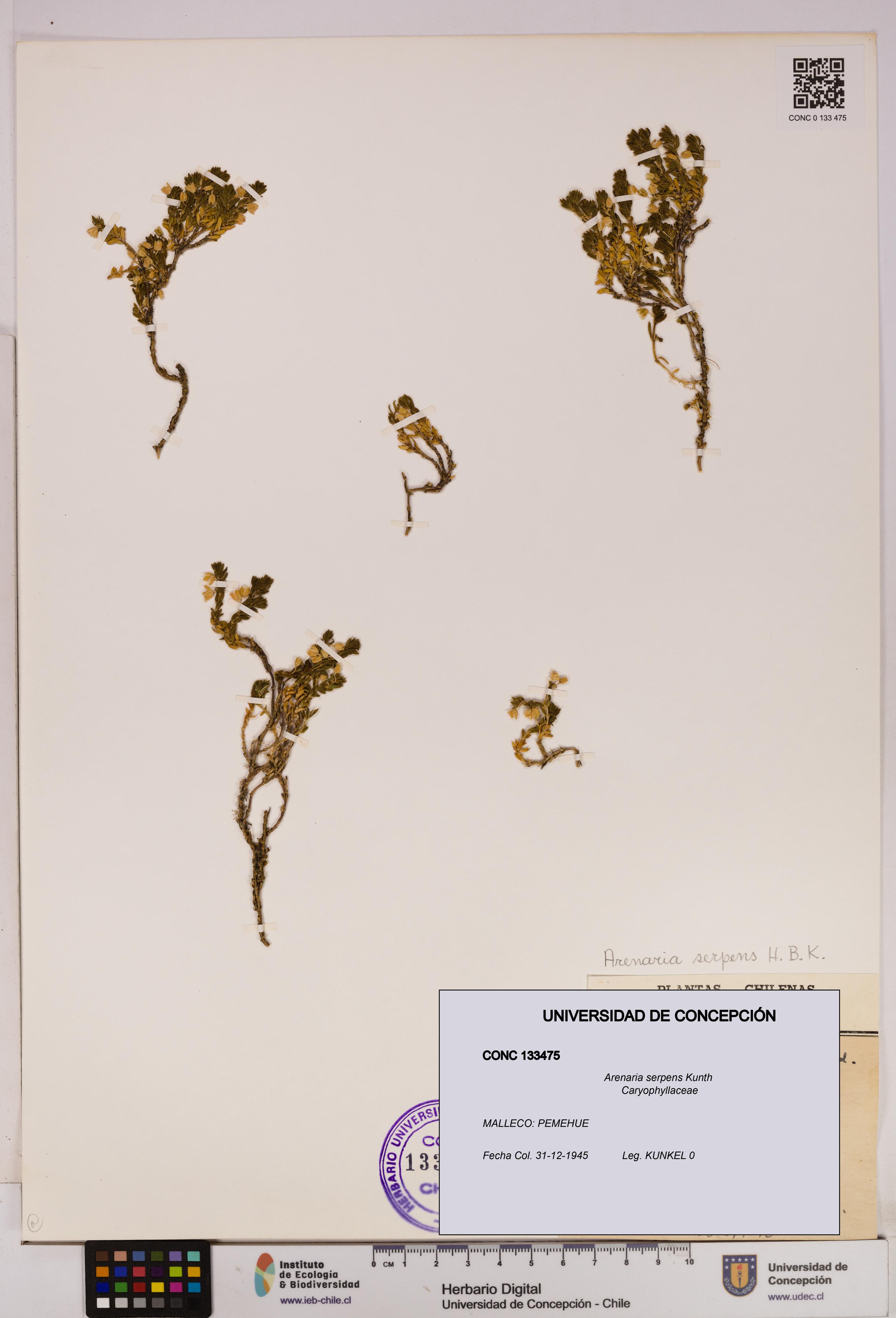 Arenaria serpens [Espécimen: UDEC:CONC:0133475]
