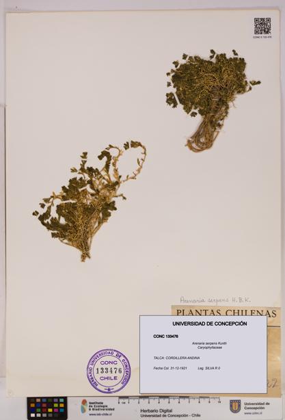 Arenaria serpens [Espécimen: UDEC:CONC:0133476]