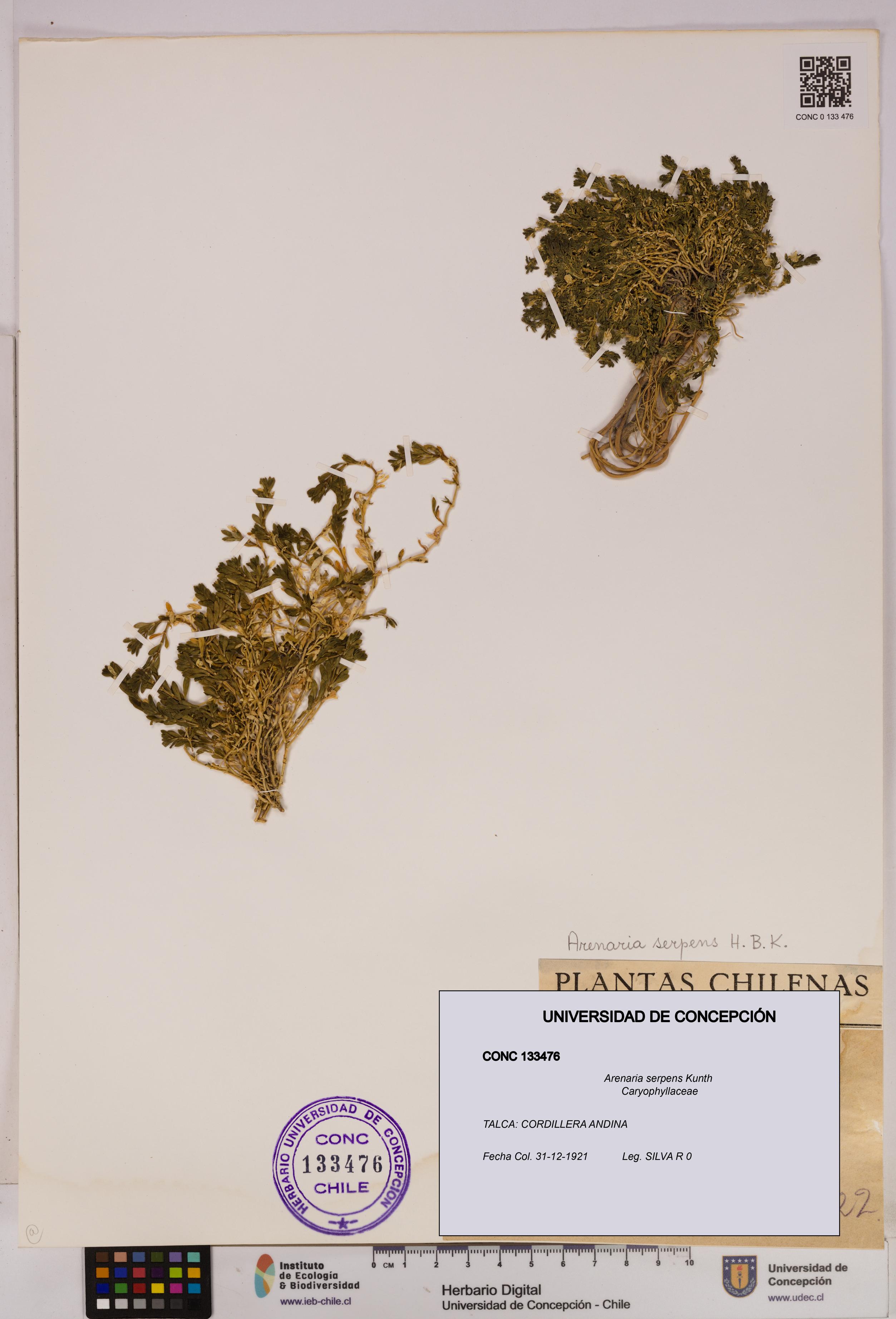 Arenaria serpens [Espécimen: UDEC:CONC:0133476]