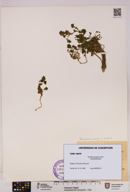 Arenaria serpens [Espécimen: UDEC:CONC:0133479]