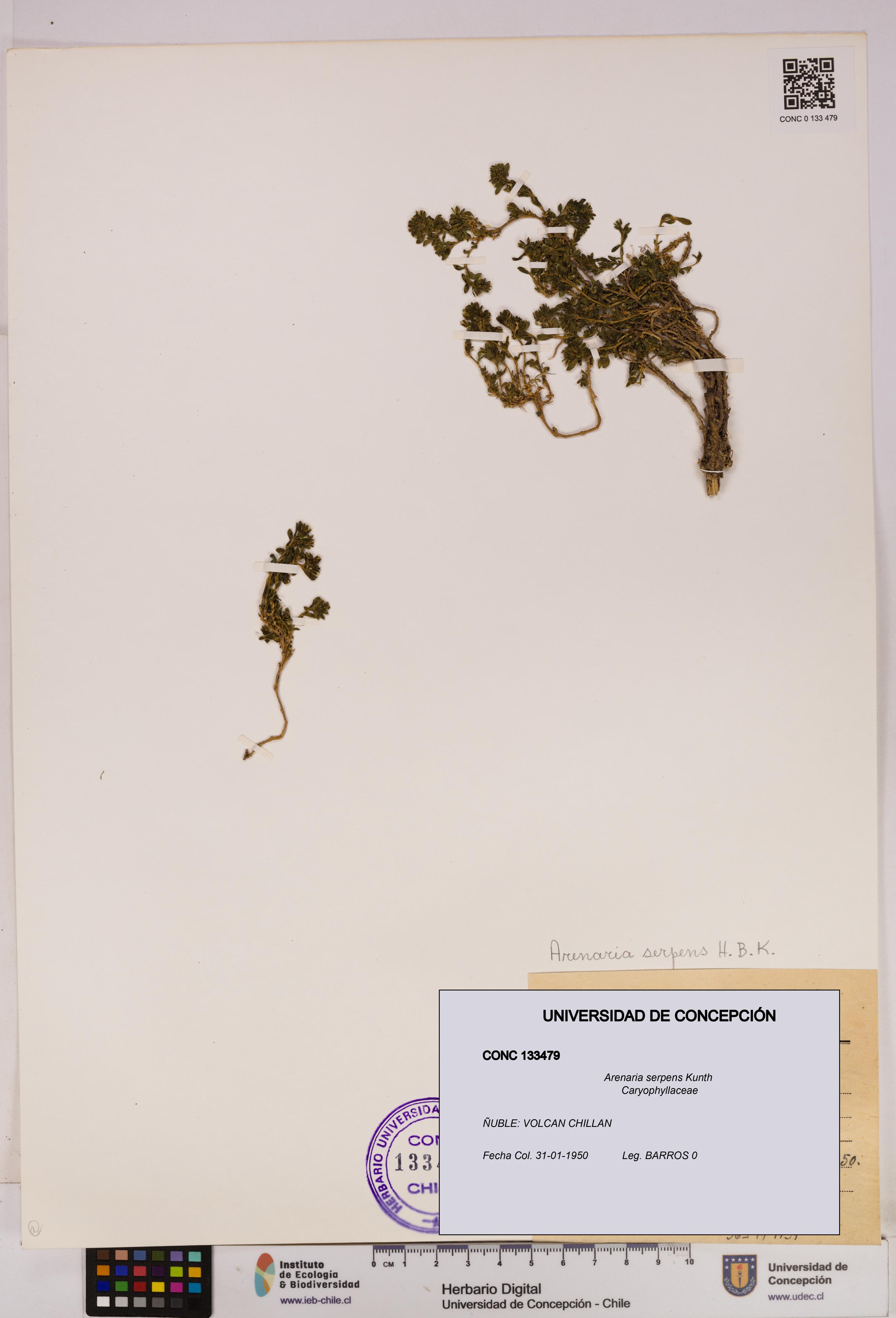 Arenaria serpens [Espécimen: UDEC:CONC:0133479]