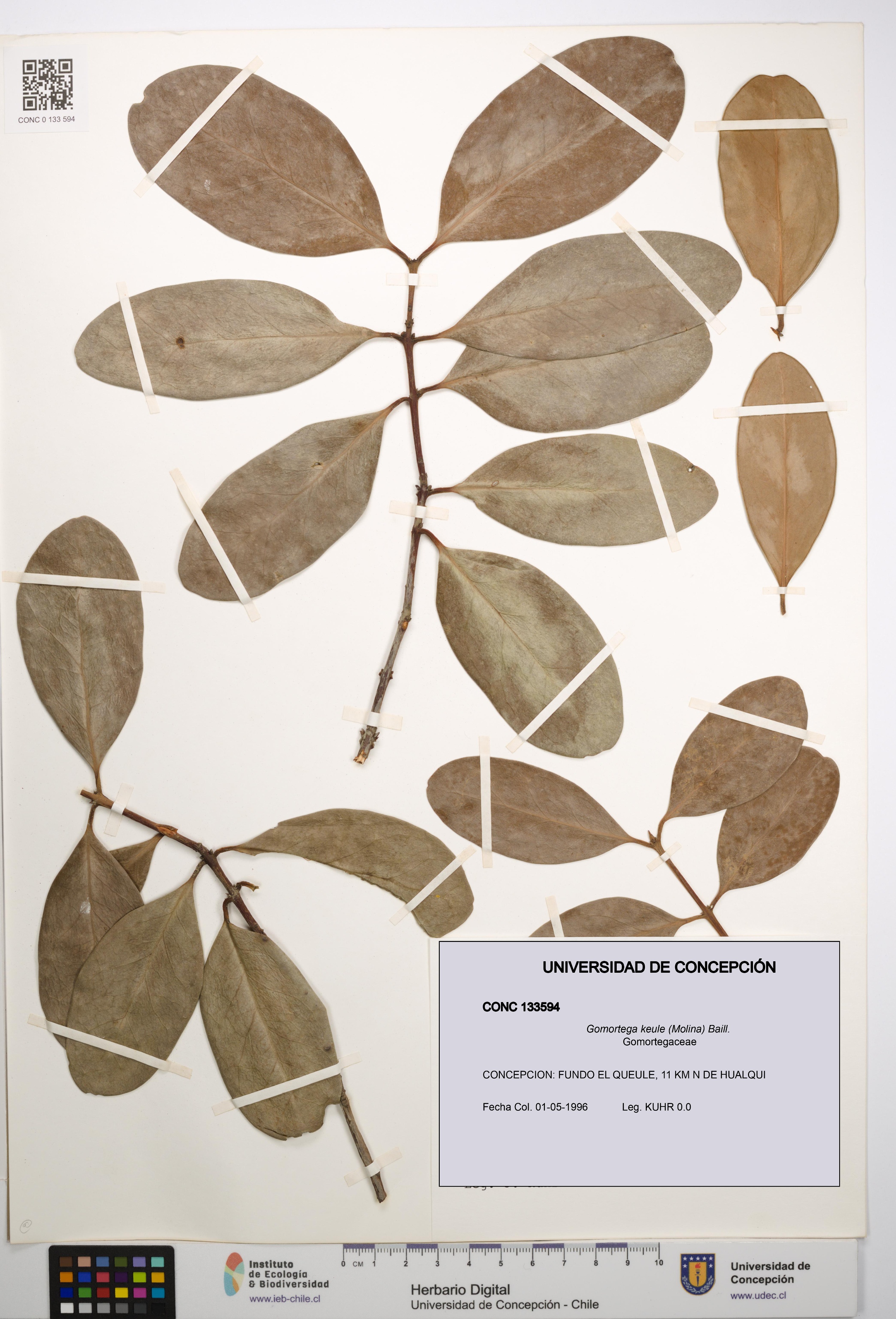 Gomortega keule [Espécimen: UDEC:CONC:0133594]