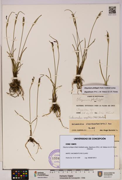 Olsynium philippii subsp. illapelinum [Espécimen: UDEC:CONC:0133672]