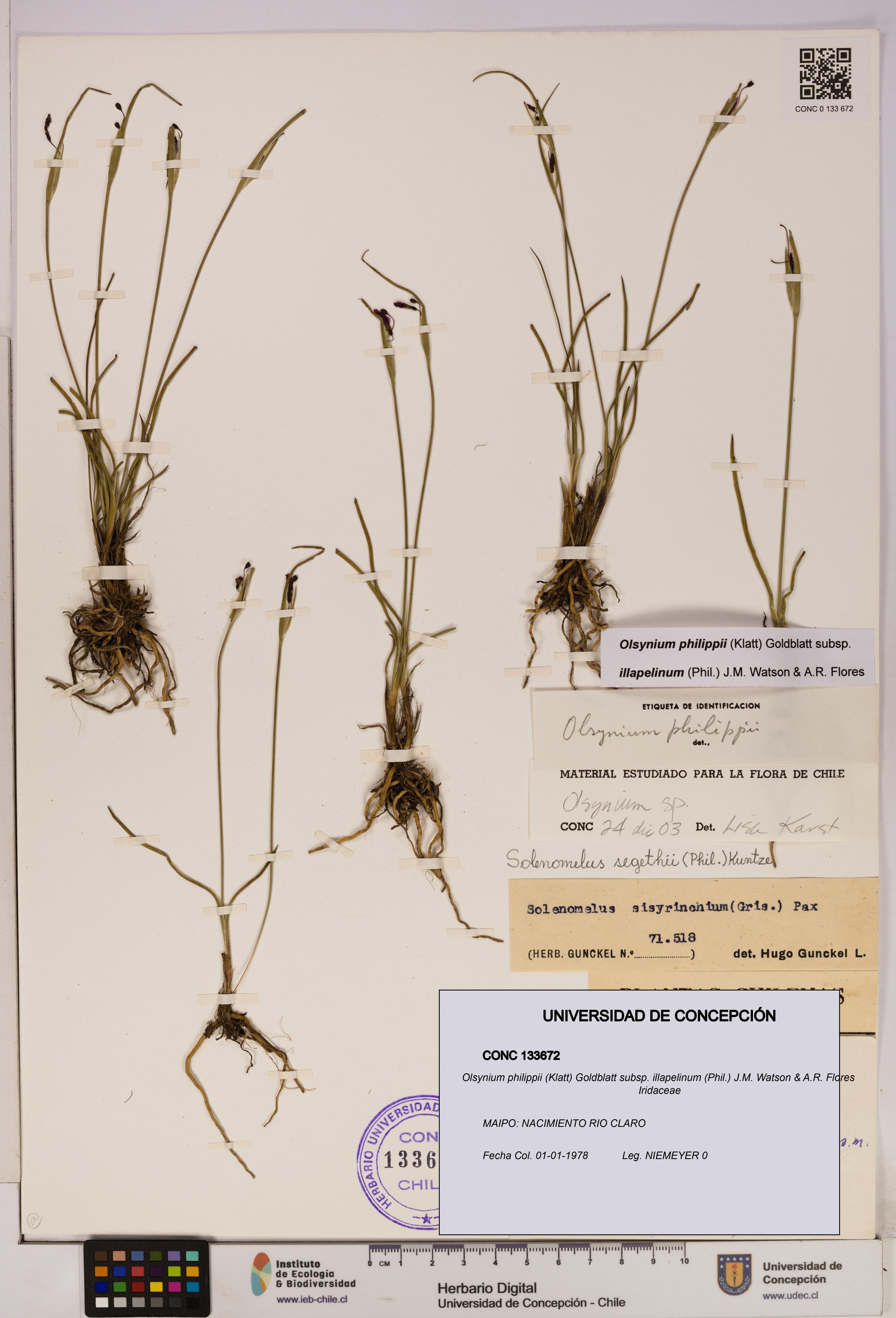 Olsynium philippii subsp. illapelinum [Espécimen: UDEC:CONC:0133672]
