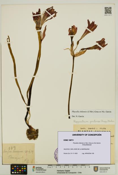 Phycella chilensis [Espécimen: UDEC:CONC:0133711]