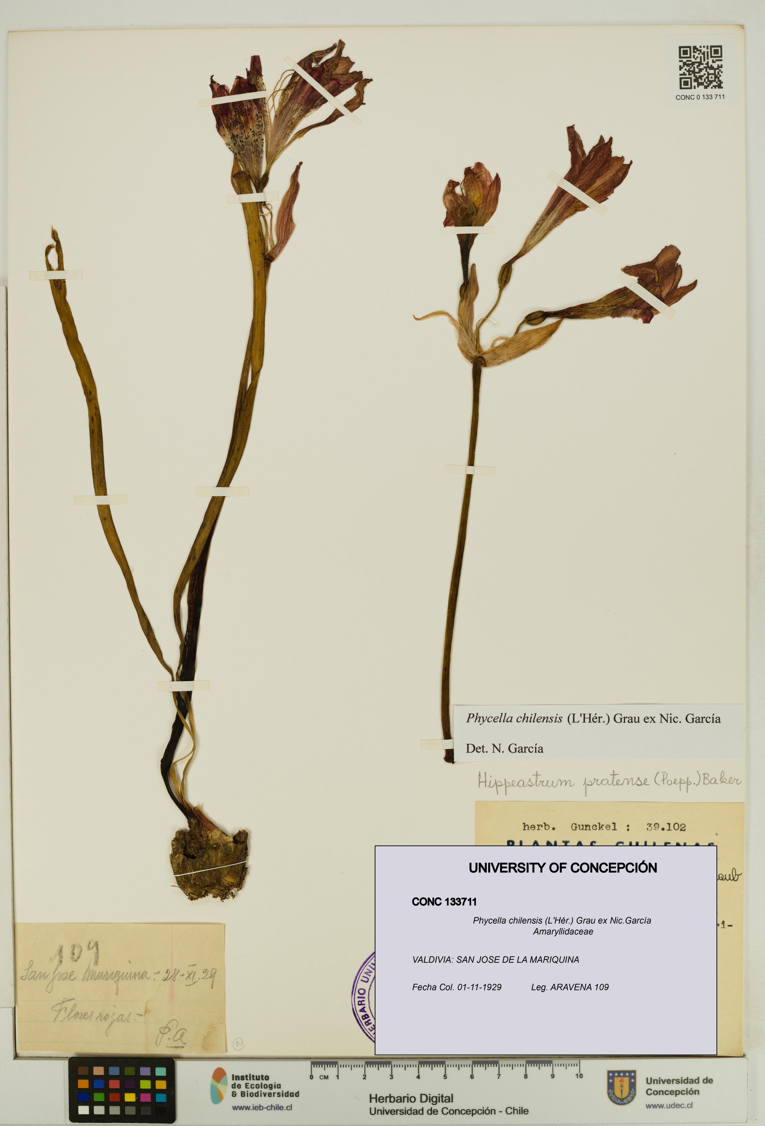 Phycella chilensis [Espécimen: UDEC:CONC:0133711]