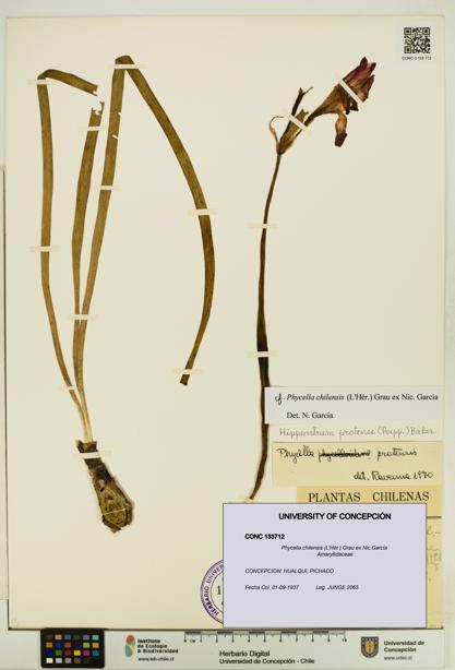 Phycella chilensis [Espécimen: UDEC:CONC:0133712]