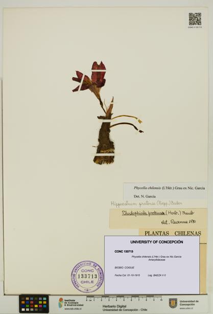 Phycella chilensis [Espécimen: UDEC:CONC:0133713]