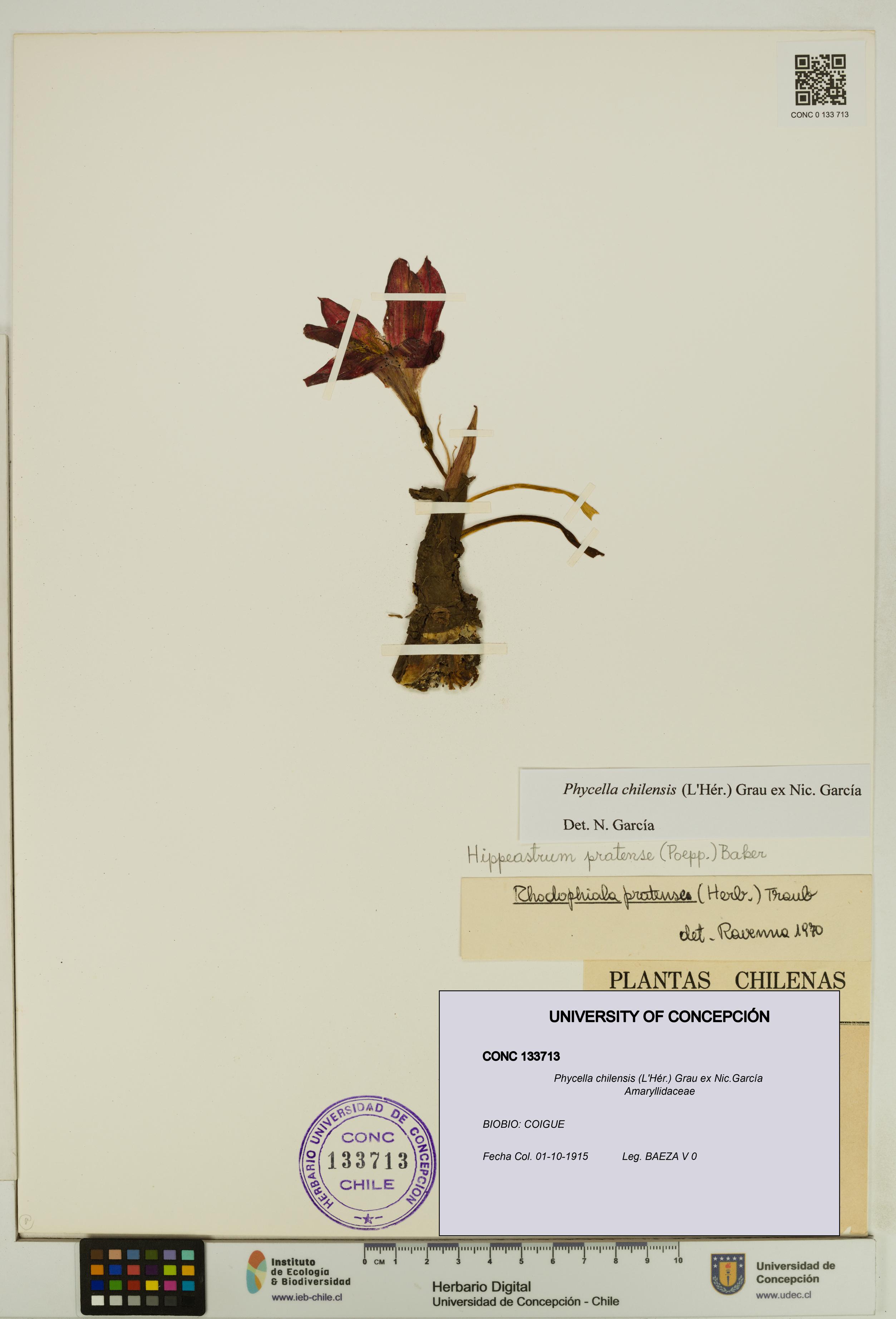 Phycella chilensis [Espécimen: UDEC:CONC:0133713]