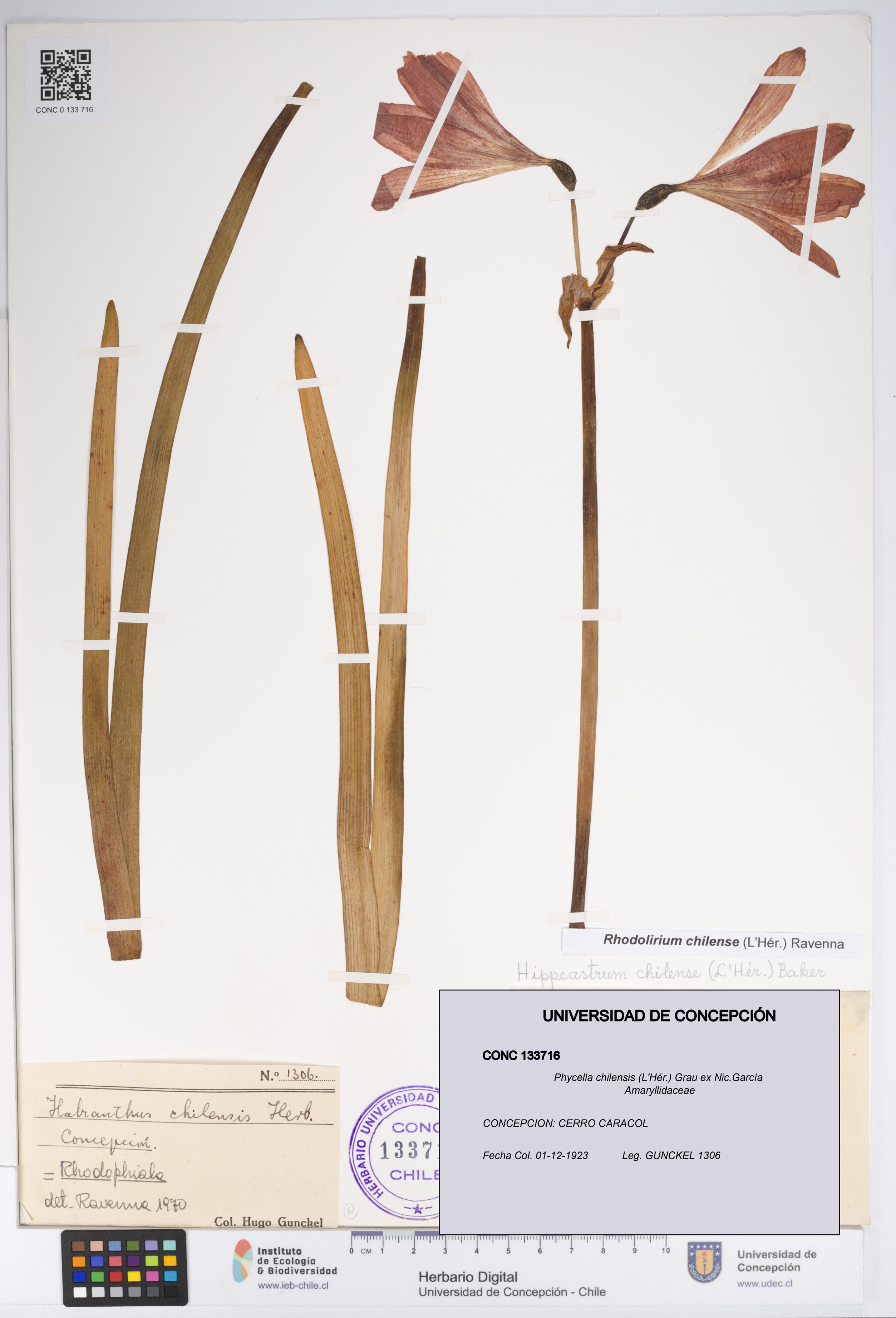 Phycella chilensis [Espécimen: UDEC:CONC:0133716]