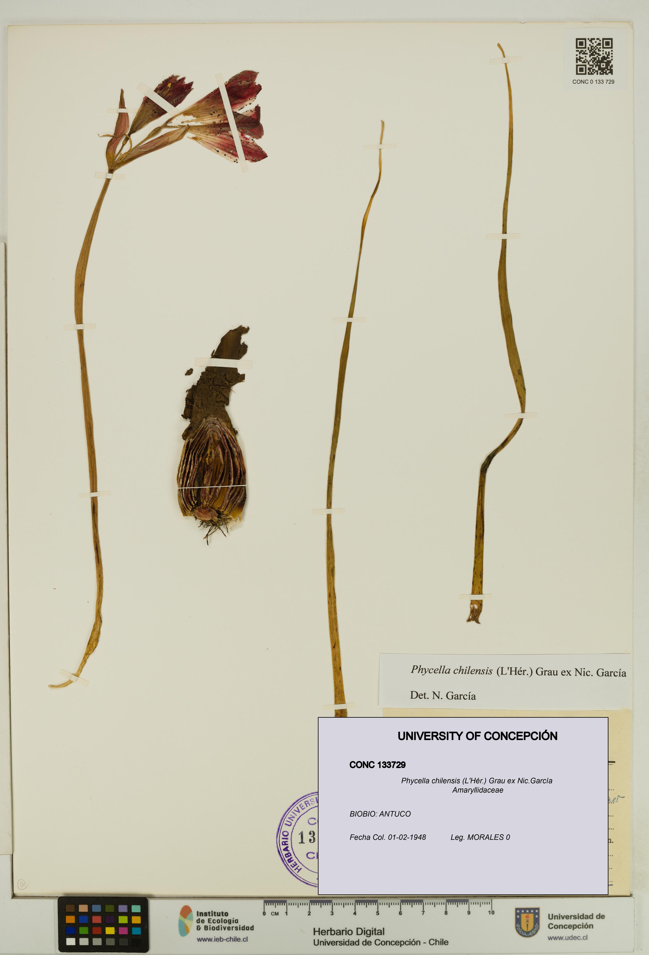 Phycella chilensis [Espécimen: UDEC:CONC:0133729]