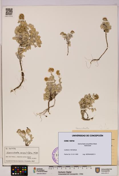 Gamochaeta serpyllifolia [Espécimen: UDEC:CONC:0133744]