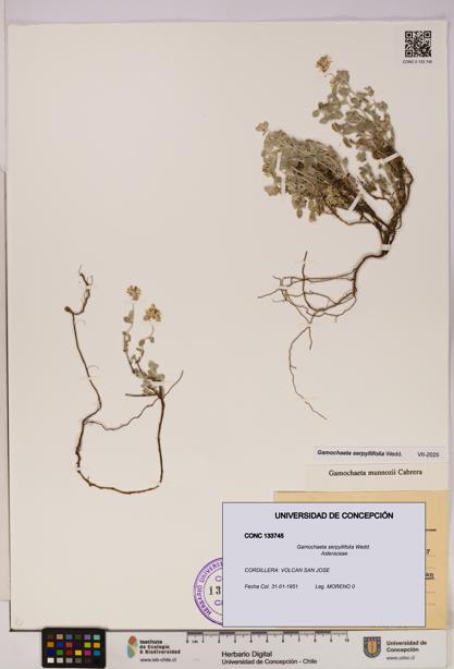 Gamochaeta serpyllifolia [Espécimen: UDEC:CONC:0133745]