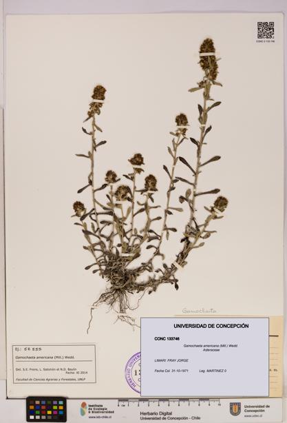 Gamochaeta americana [Espécimen: UDEC:CONC:0133746]