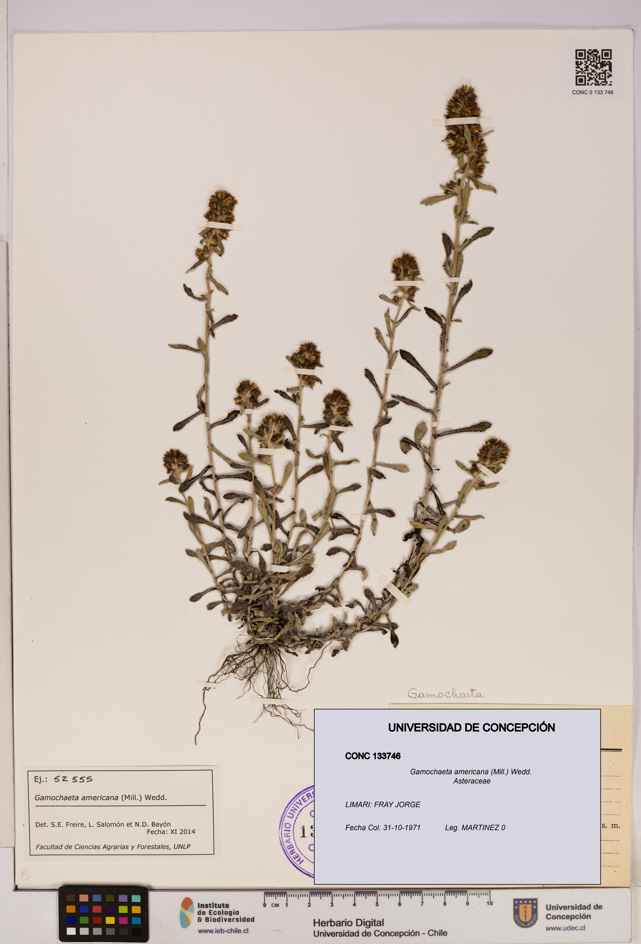 Gamochaeta americana [Espécimen: UDEC:CONC:0133746]