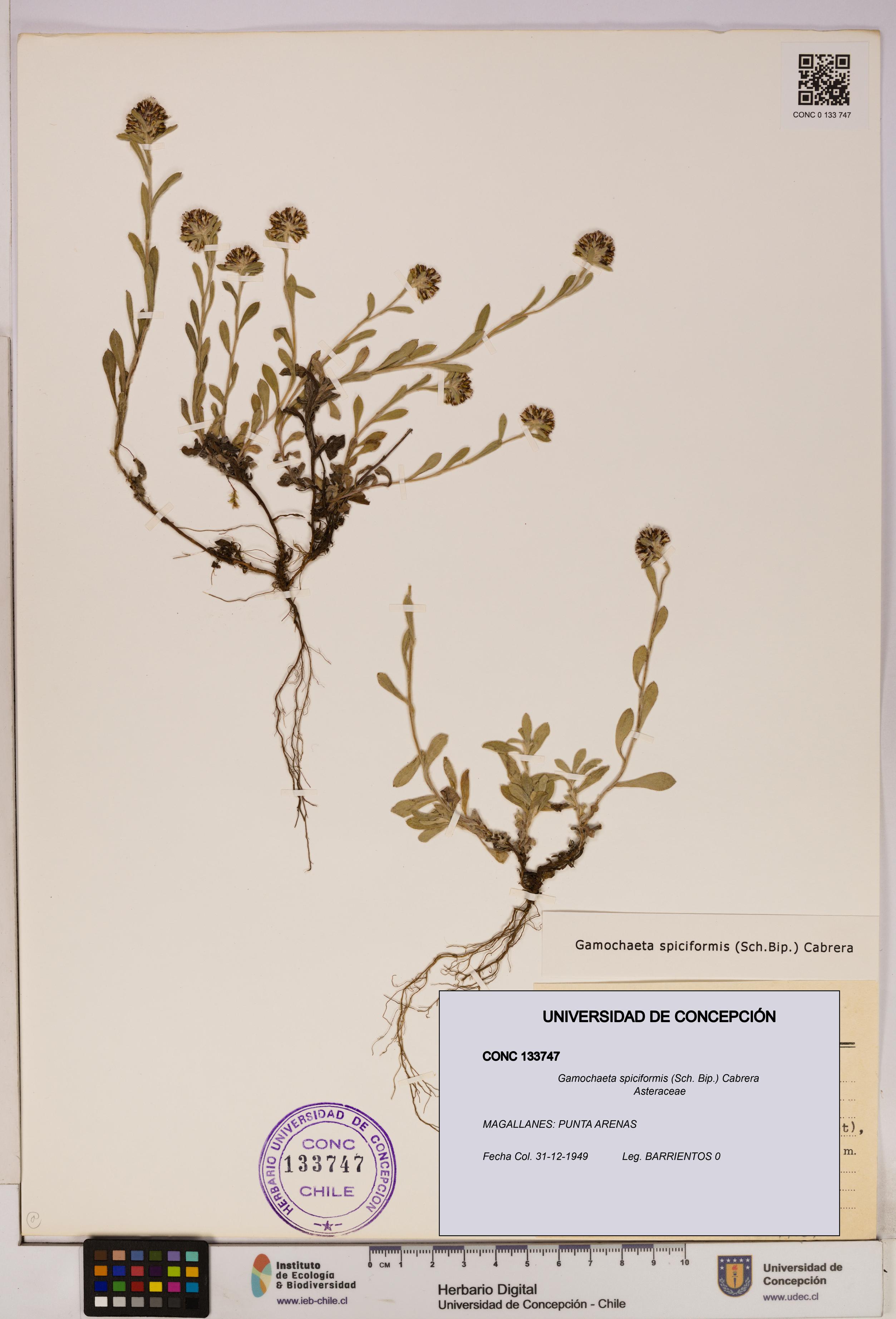 Gamochaeta spiciformis [Espécimen: UDEC:CONC:0133747]