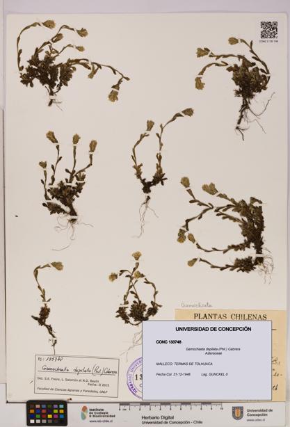 Gamochaeta depilata [Espécimen: UDEC:CONC:0133748]