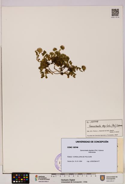 Gamochaeta depilata [Espécimen: UDEC:CONC:0133749]