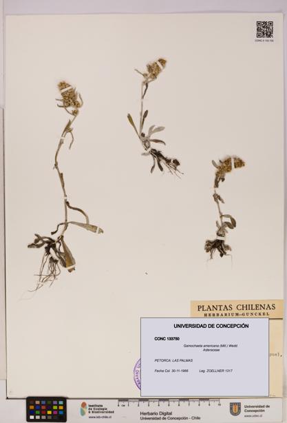 Gamochaeta americana [Espécimen: UDEC:CONC:0133750]