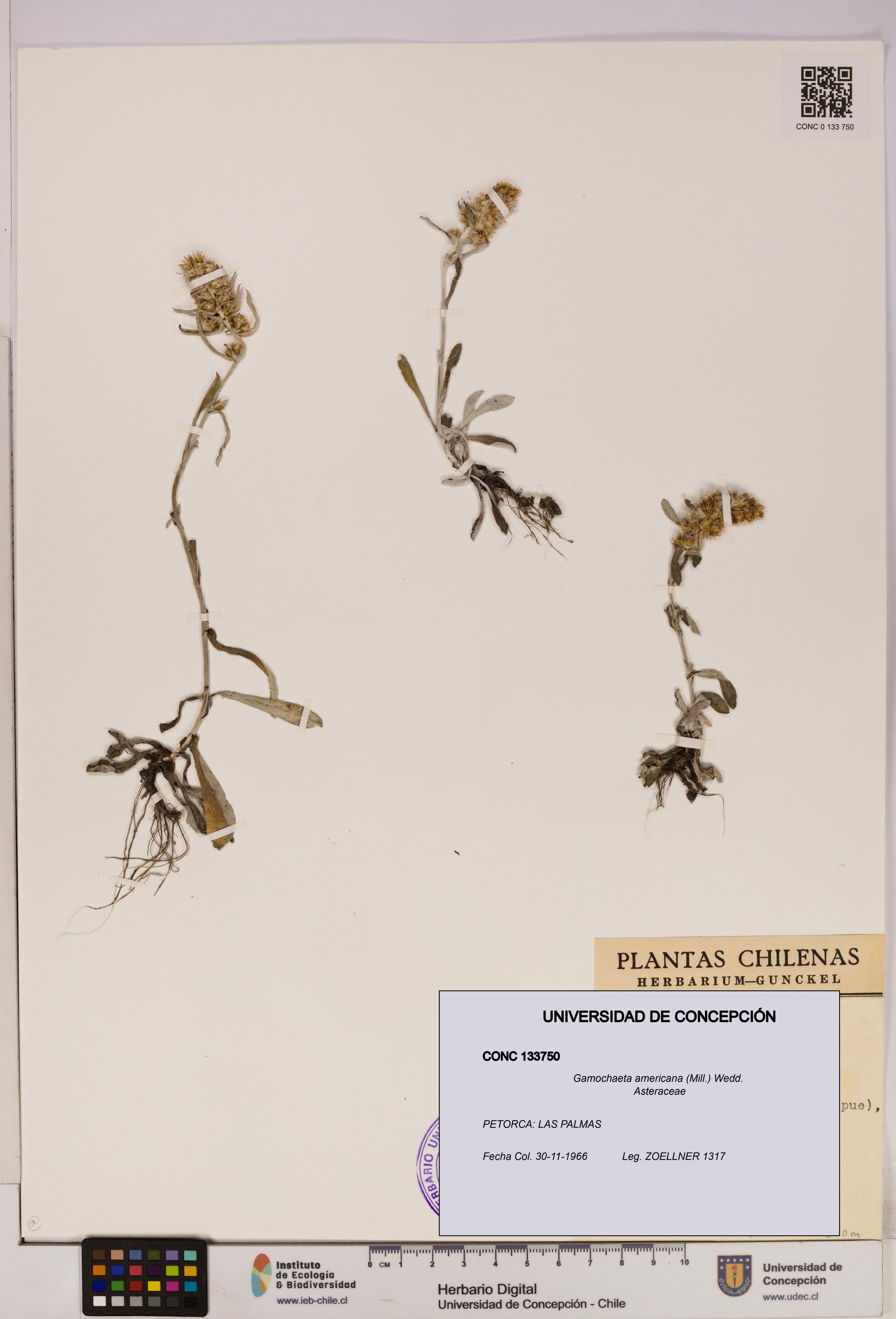 Gamochaeta americana [Espécimen: UDEC:CONC:0133750]