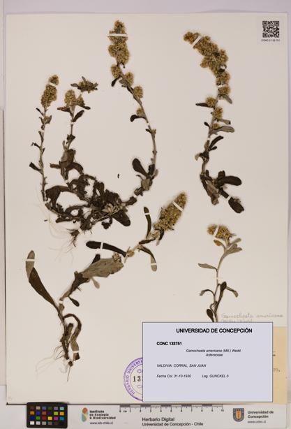 Gamochaeta americana [Espécimen: UDEC:CONC:0133751]