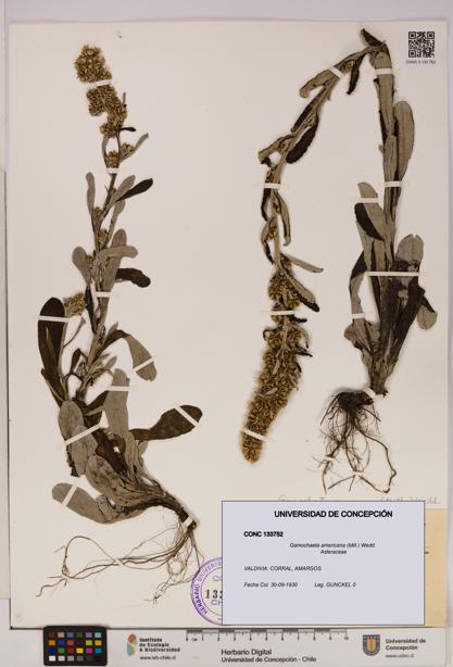 Gamochaeta americana [Espécimen: UDEC:CONC:0133752]