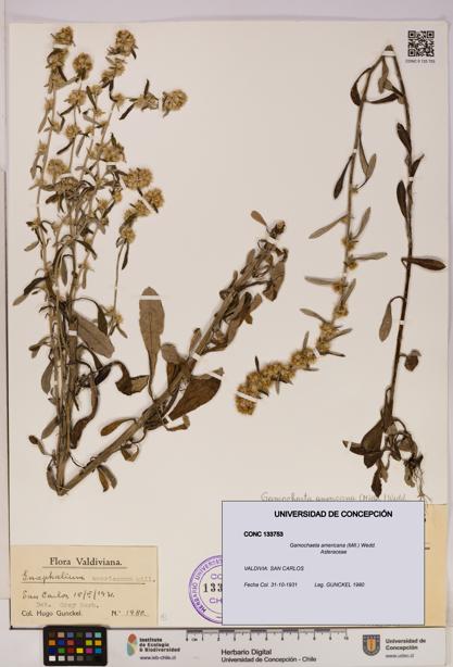 Gamochaeta americana [Espécimen: UDEC:CONC:0133753]