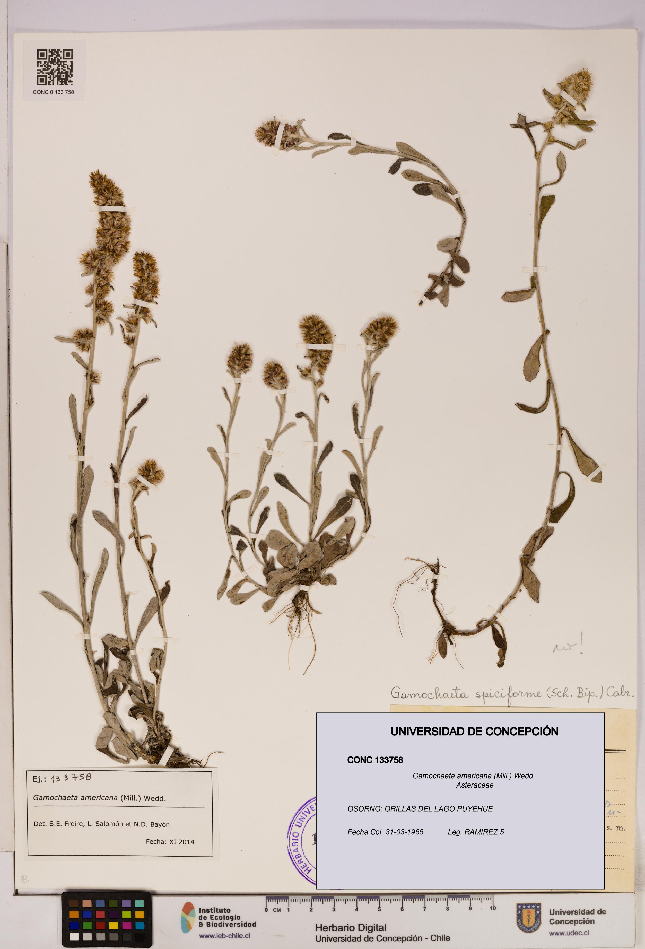 Gamochaeta americana [Espécimen: UDEC:CONC:0133758]