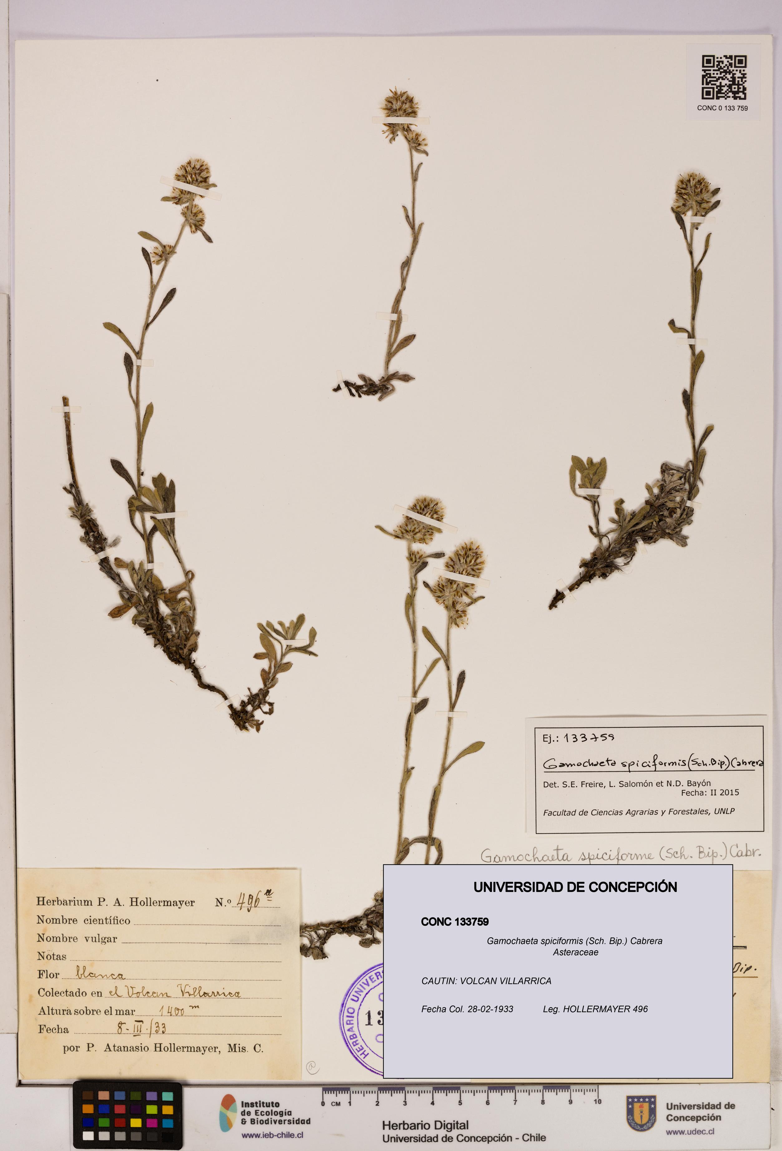 Gamochaeta spiciformis [Espécimen: UDEC:CONC:0133759]