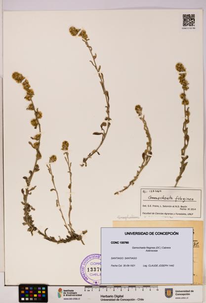 Gamochaeta filaginea [Espécimen: UDEC:CONC:0133760]