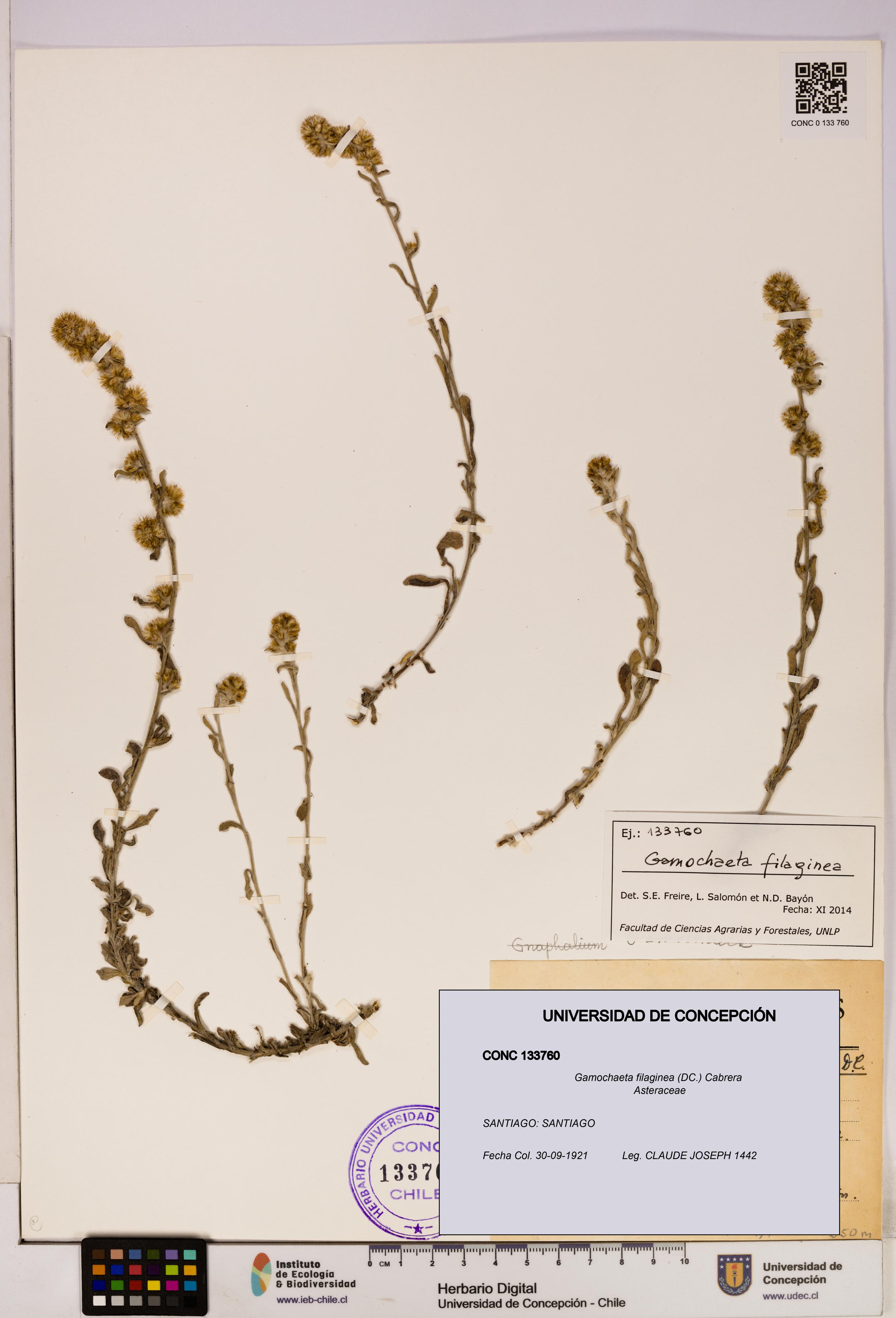 Gamochaeta filaginea [Espécimen: UDEC:CONC:0133760]