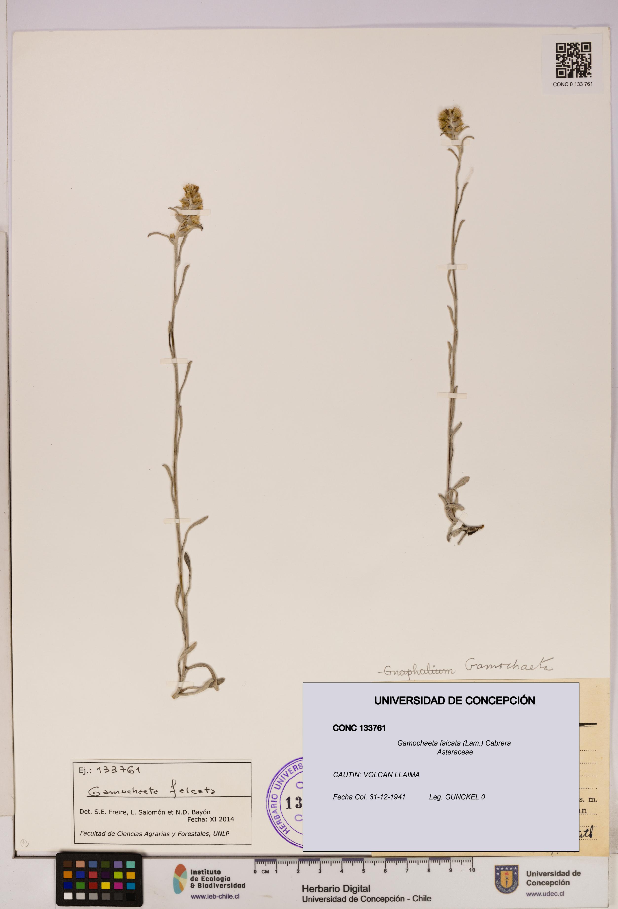 Gamochaeta falcata [Espécimen: UDEC:CONC:0133761]