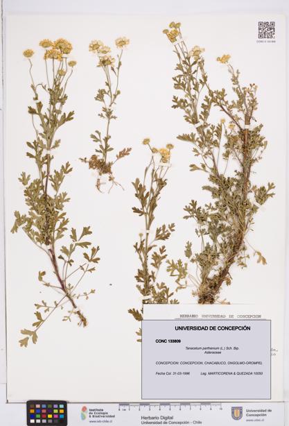 Tanacetum parthenium [Espécimen: ]