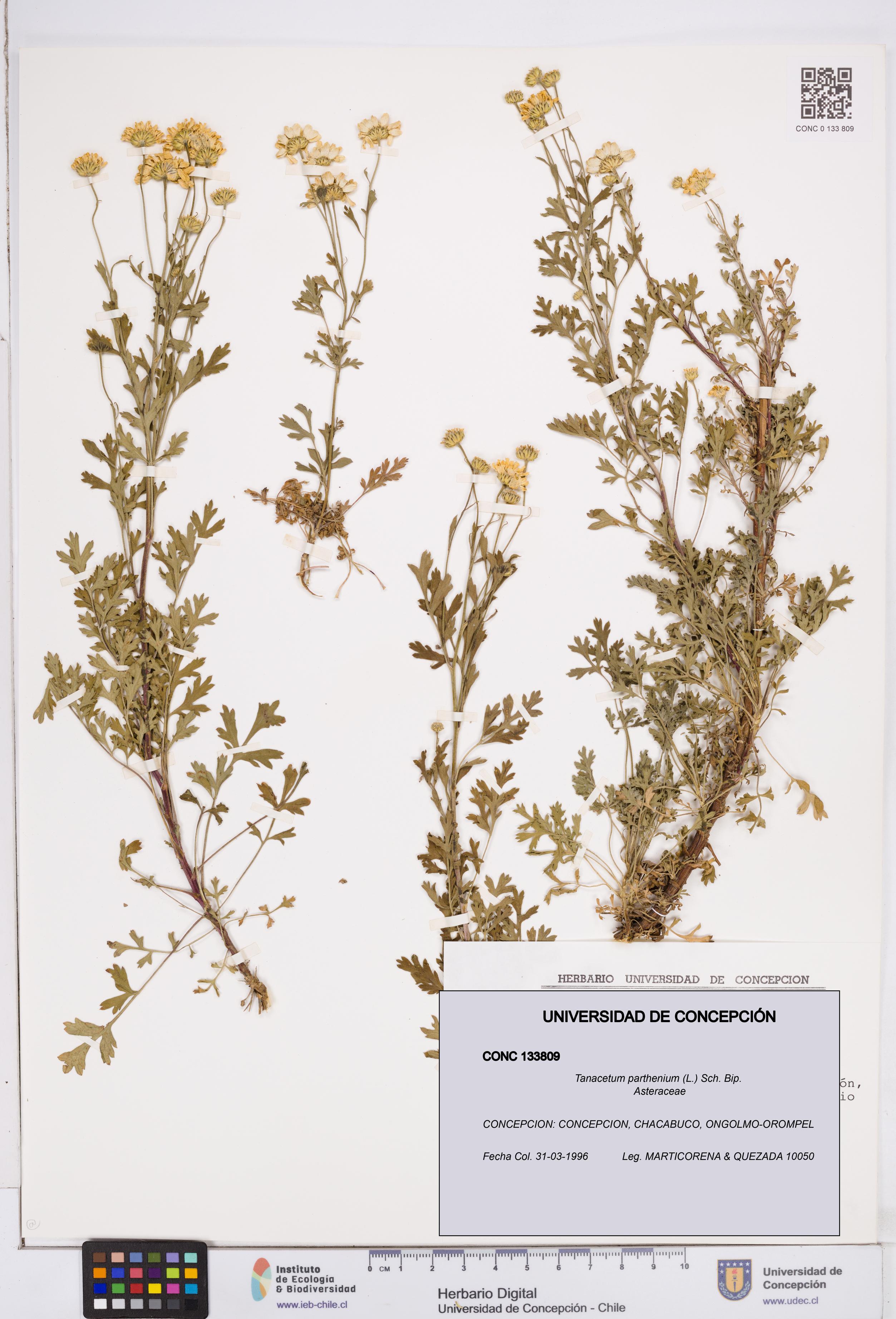 Tanacetum parthenium [Espécimen: ]