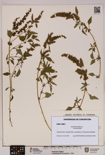 Amaranthus deflexus [Espécimen: UDEC:CONC:0133811]