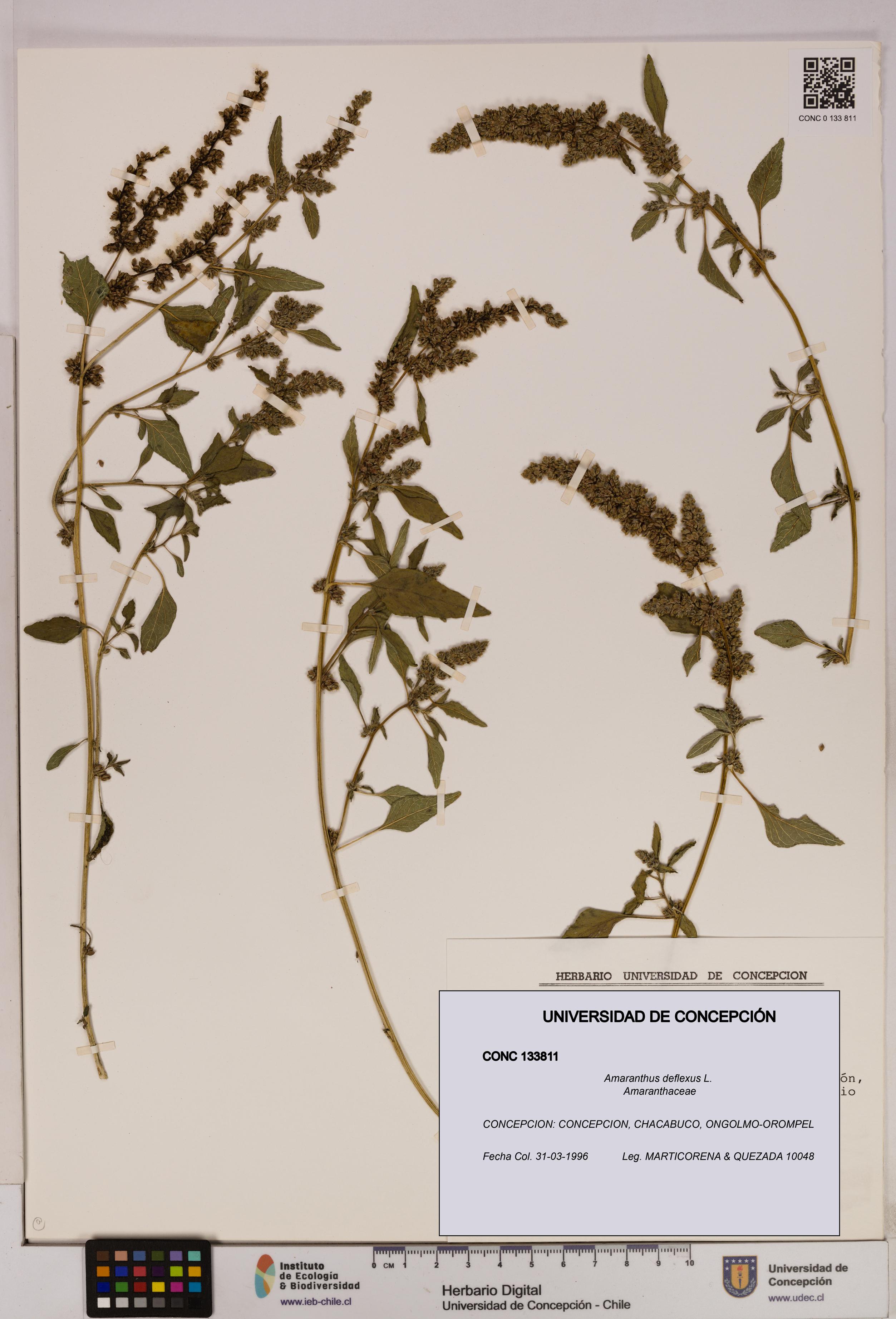Amaranthus deflexus [Espécimen: UDEC:CONC:0133811]