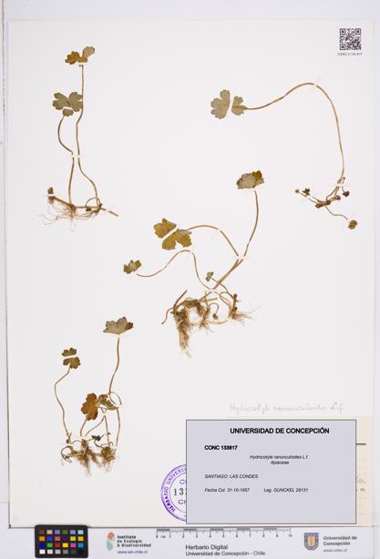 Hydrocotyle ranunculoides [Espécimen: ]