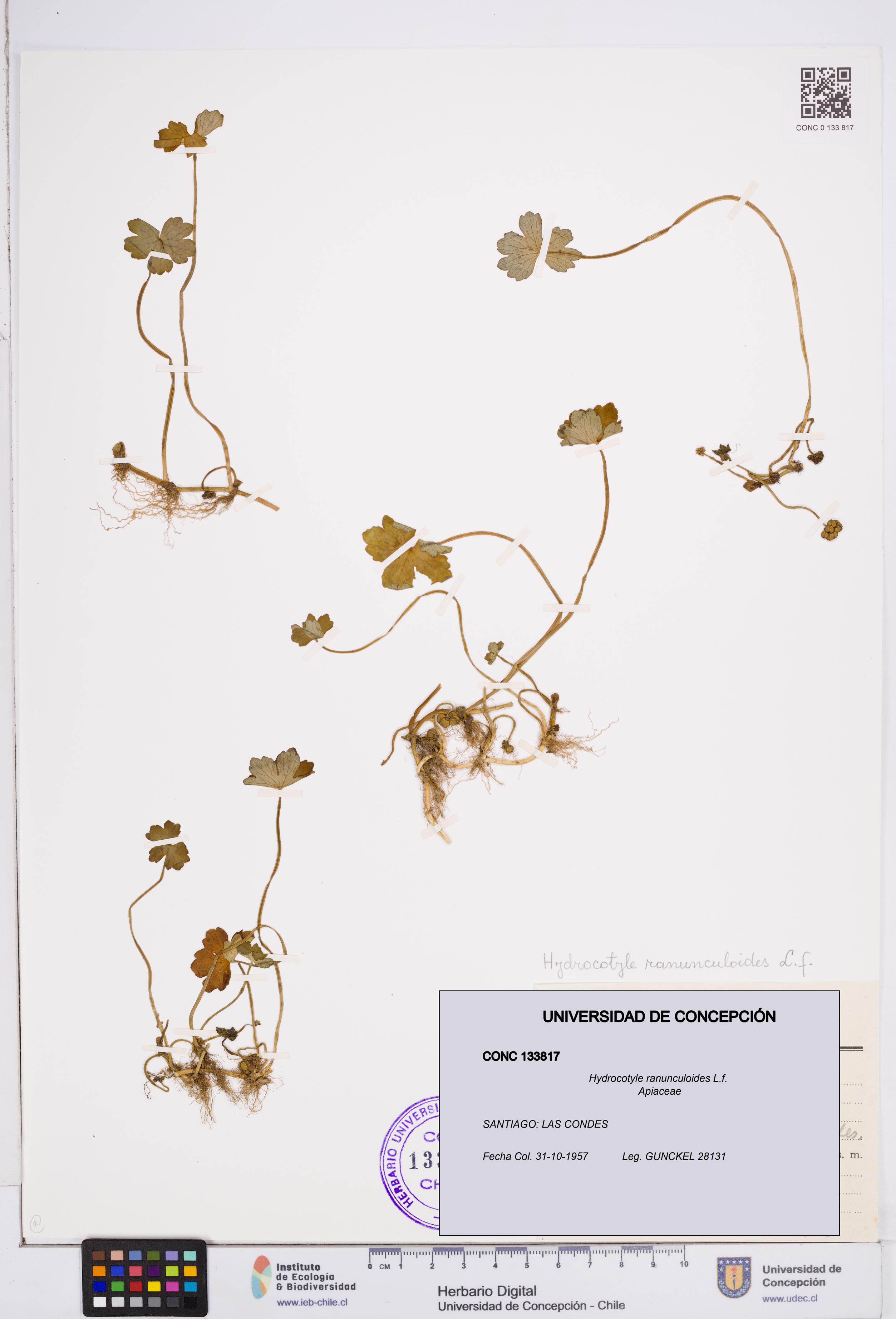 Hydrocotyle ranunculoides [Espécimen: ]