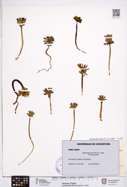 Barneoudia major var. major [Espécimen: ]