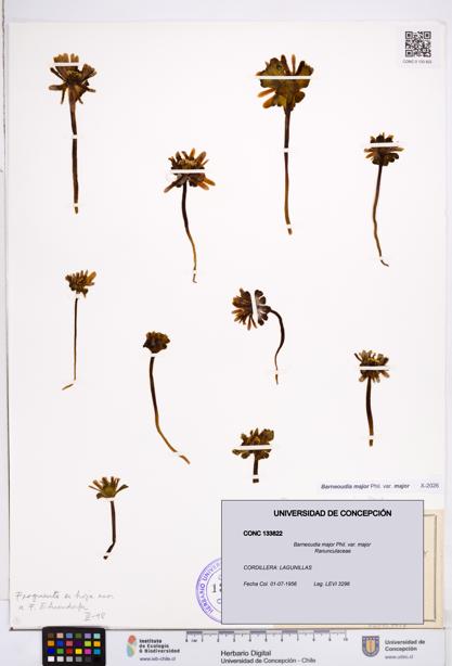 Barneoudia major var. major [Espécimen: ]