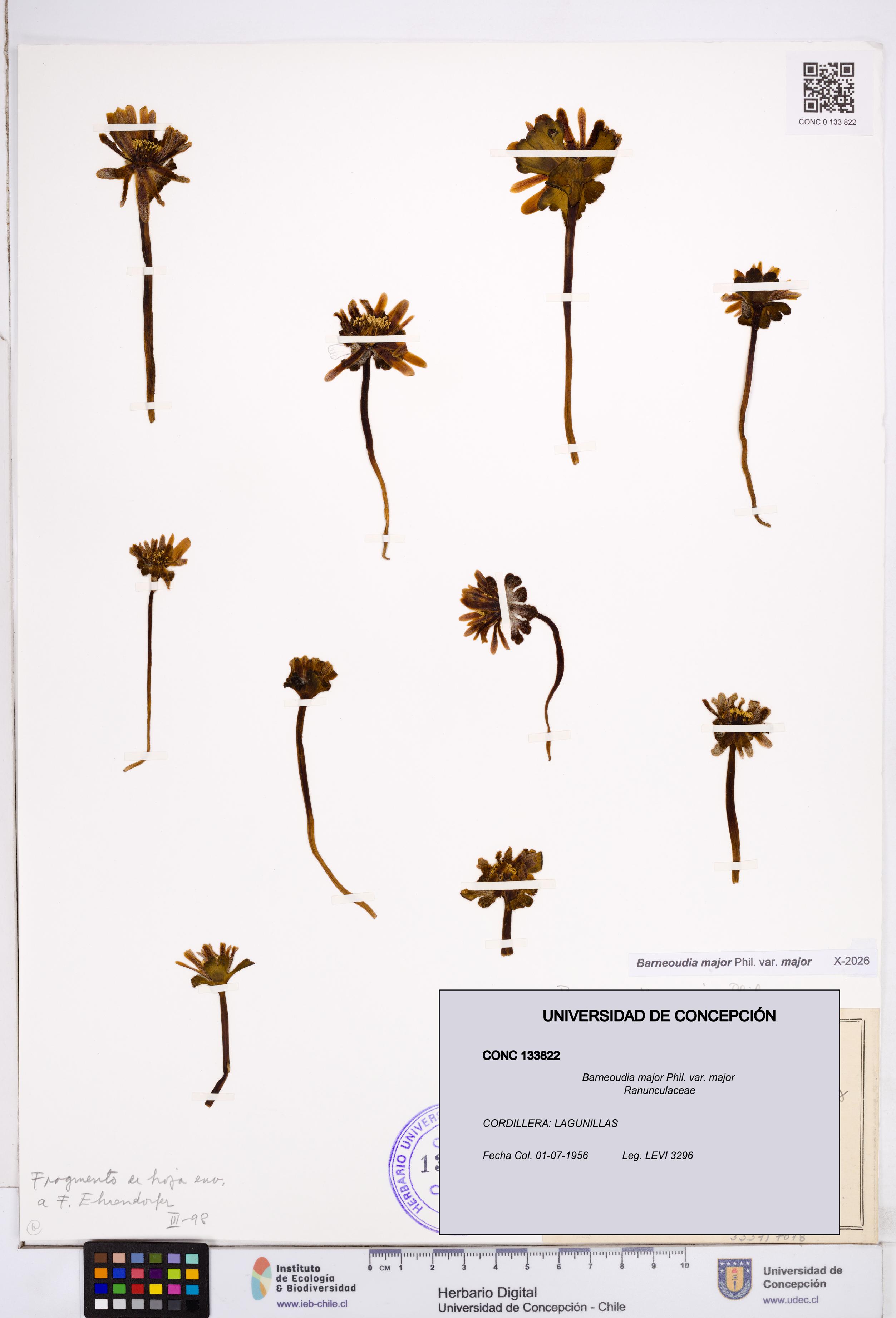 Barneoudia major var. major [Espécimen: ]