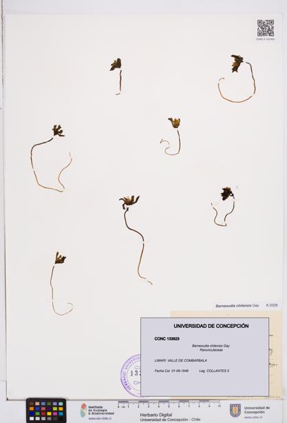 Barneoudia chilensis [Espécimen: ]