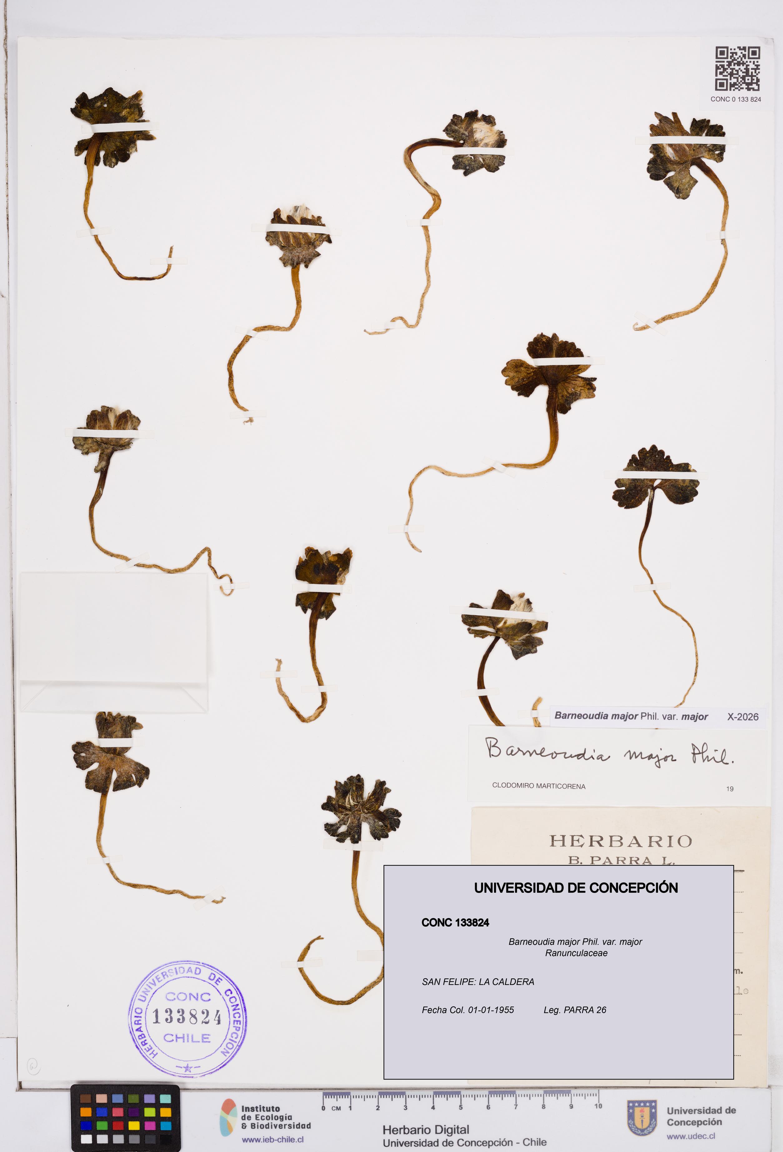 Barneoudia major var. major [Espécimen: ]