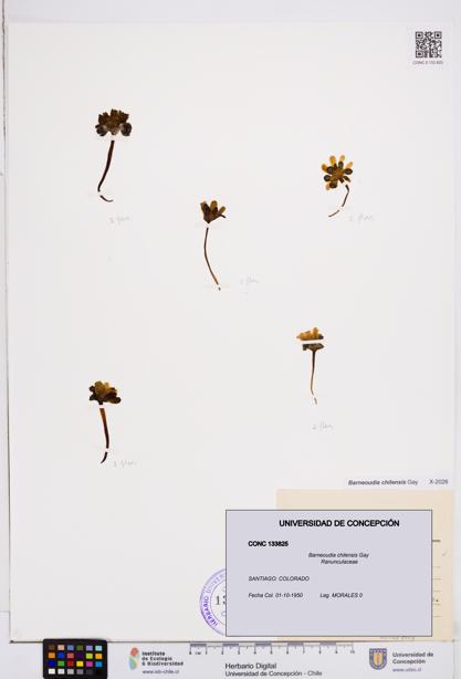 Barneoudia chilensis [Espécimen: ]