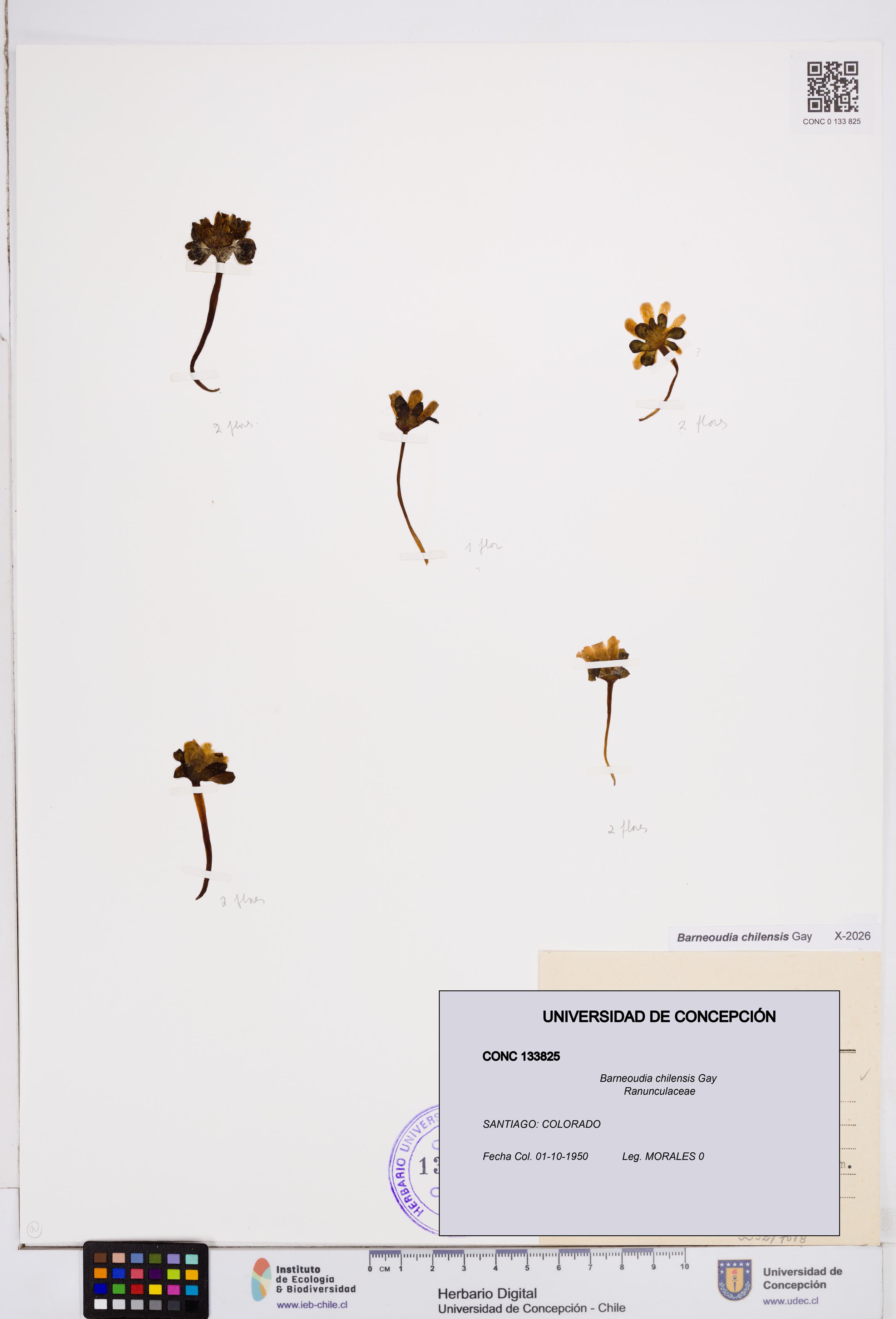 Barneoudia chilensis [Espécimen: ]