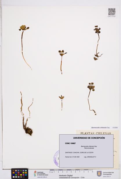 Barneoudia chilensis [Espécimen: ]