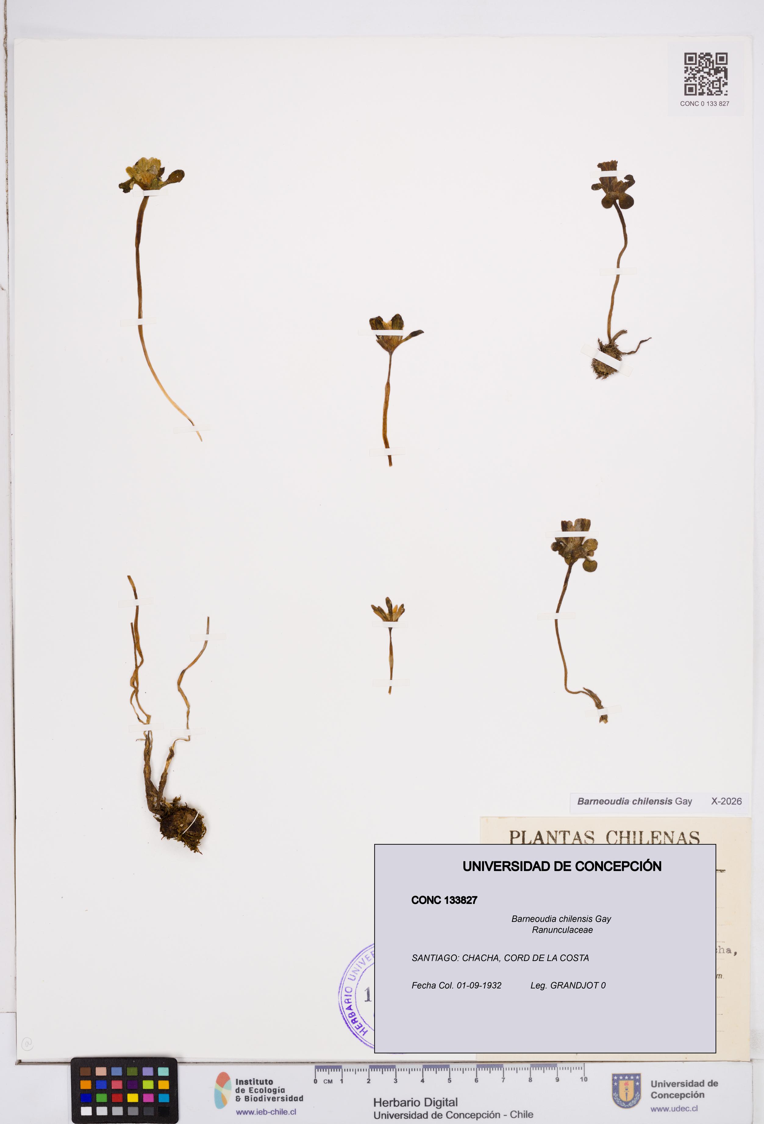 Barneoudia chilensis [Espécimen: ]
