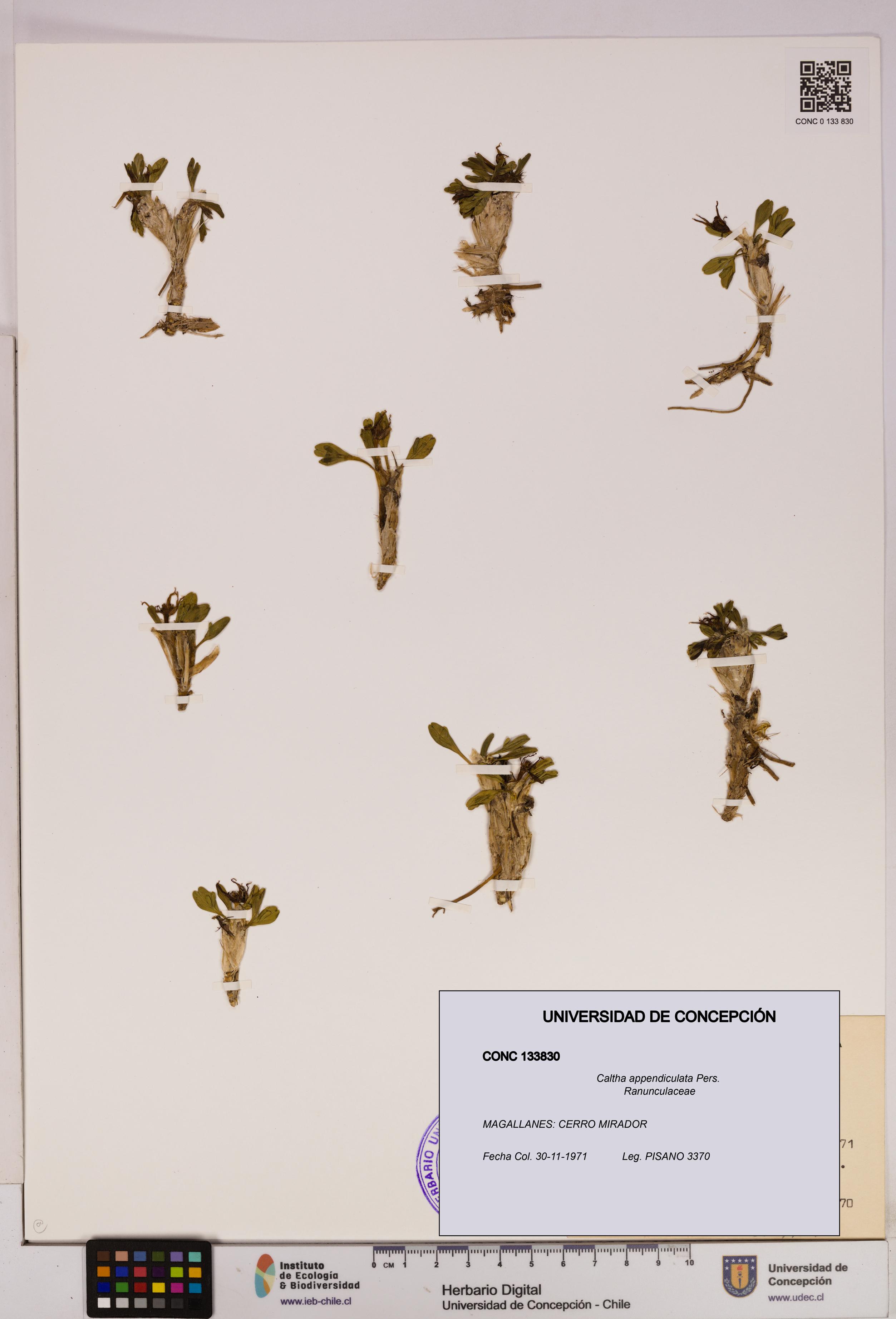 Caltha appendiculata [Espécimen: UDEC:CONC:0133830]