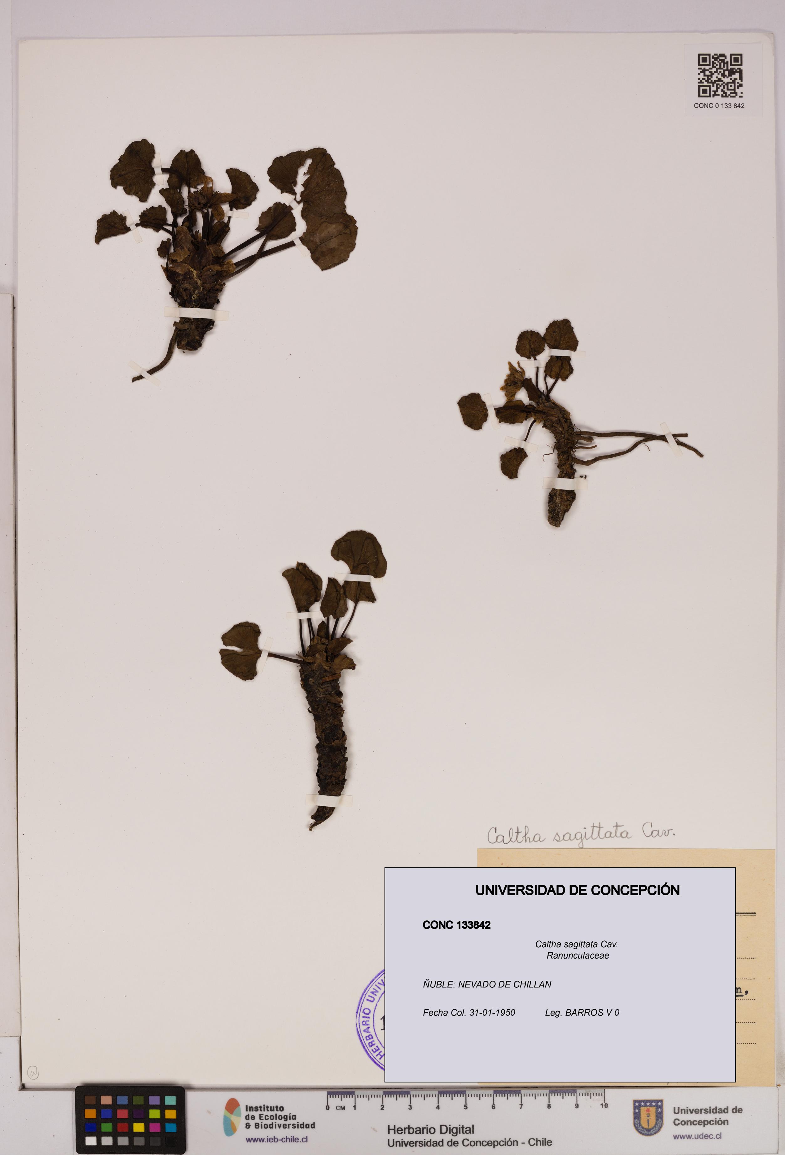 Caltha sagittata [Espécimen: UDEC:CONC:0133842]